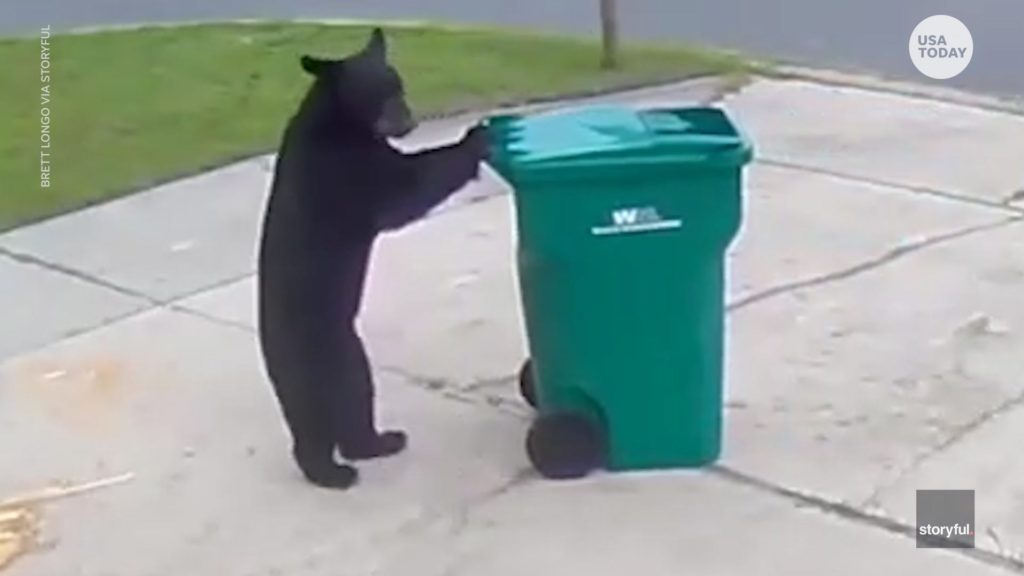 黑衣特工來幫倒垃圾？嘴饞黑熊推挪垃圾桶 三只小熊大鬧廚房