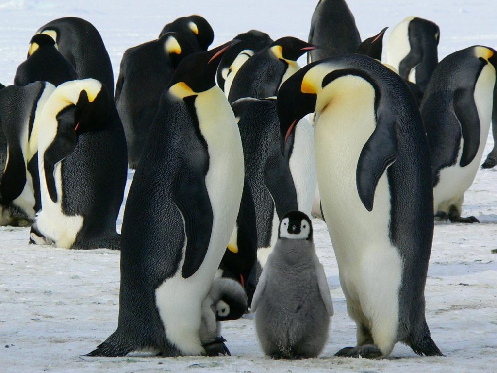 皇帝企鵝恐從地球上消失 科學家：氣候變遷讓小企鵝不是凍死就溺死
