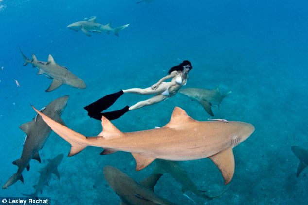美女与鲨鱼游泳,大胆被封鲨鱼战士!