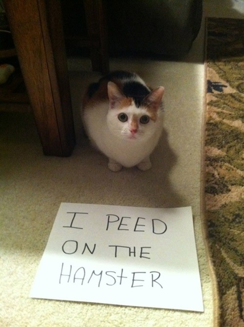 cat shaming 1