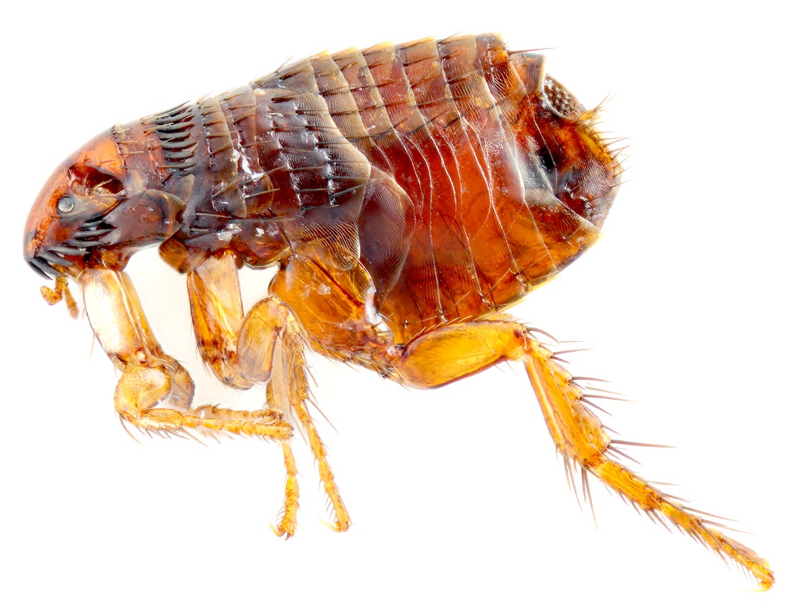 flea-infestation-in-the-home_cat-flea