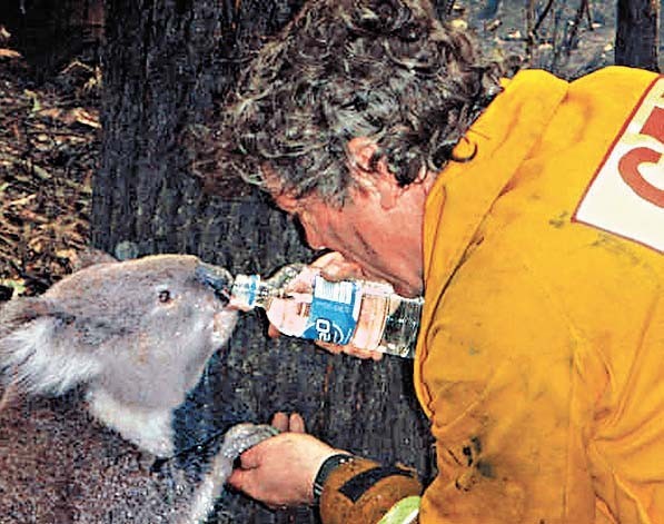 Koala named Sam is given a drink of water by CFA volunteer fire fighter Tree as he rescued her at Mirboo North