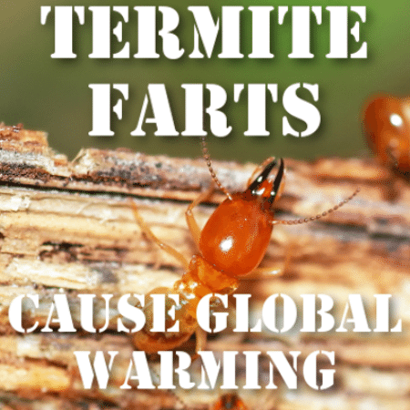 termite-farts