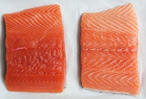 salmon-wild-vs-farmed_484