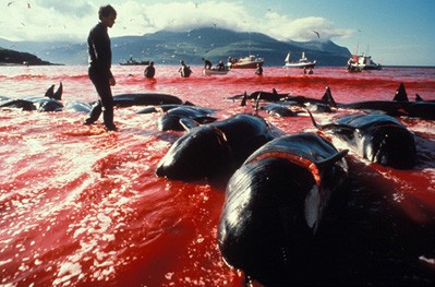Dolphin Slaughter3
