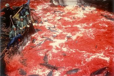Dolphin Slaughter6