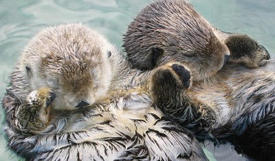 Sea_otters_holding_hands
