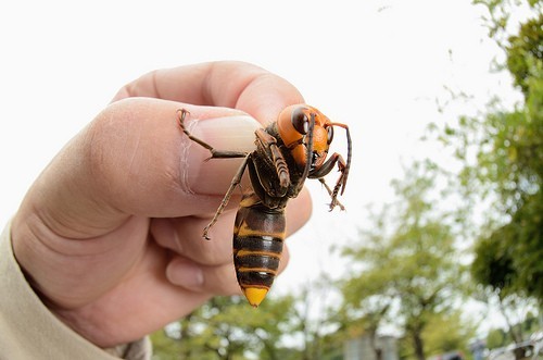 asian-giant-hornet