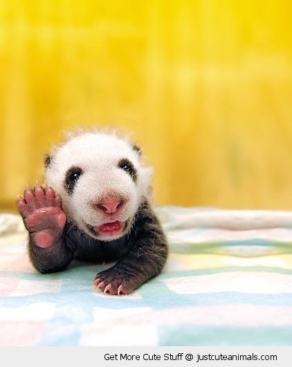cute-animal-baby-panda-bear-smiling-happy-waving-bed-pics