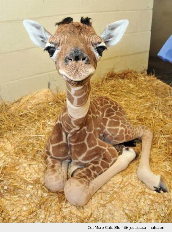 cute-animals-baby-giraffe0smiling-happy-pics