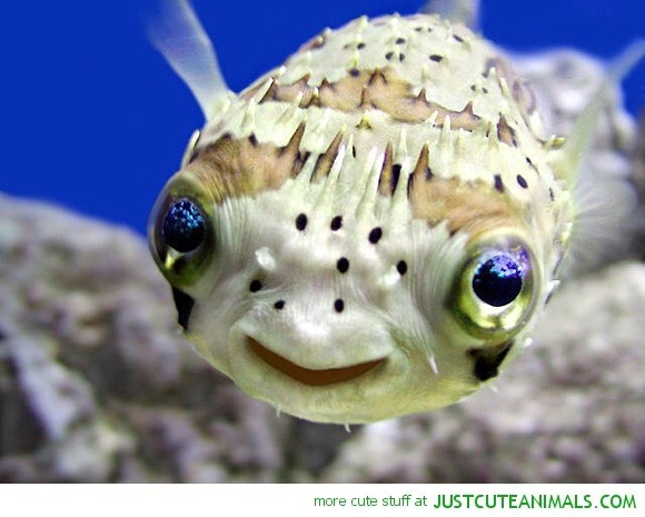 cute-animals-pictures-happy-puffer-fish