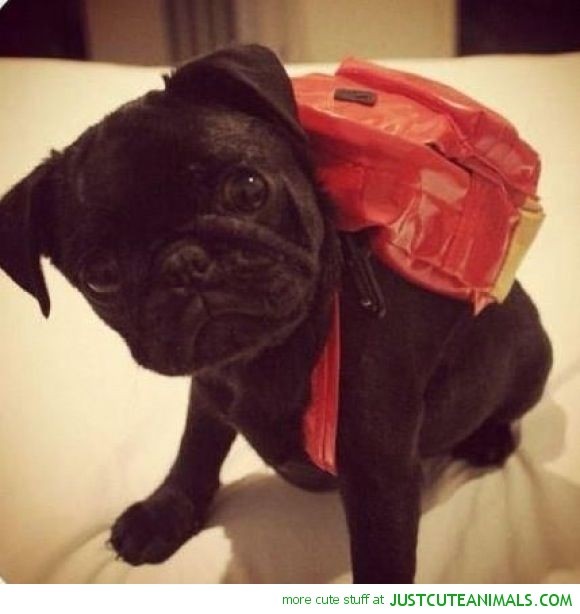 cute-animals-puppy-dog-backpack-pics