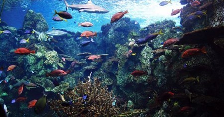 Santa Monica Aquarium3