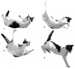 falling-cat-landing-photos-300x277
