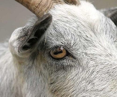goat-rectangular-pupils