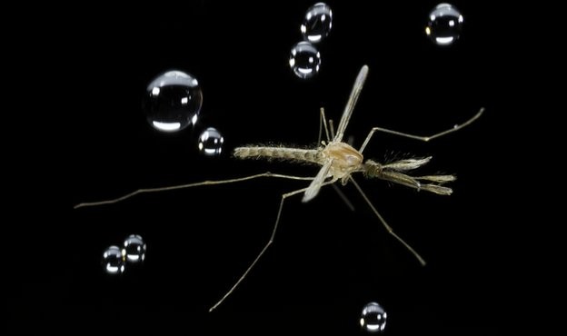 mosquito-and-rain