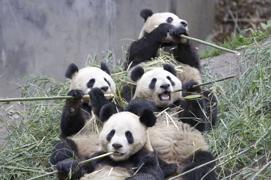 giant panda group eating bamboo