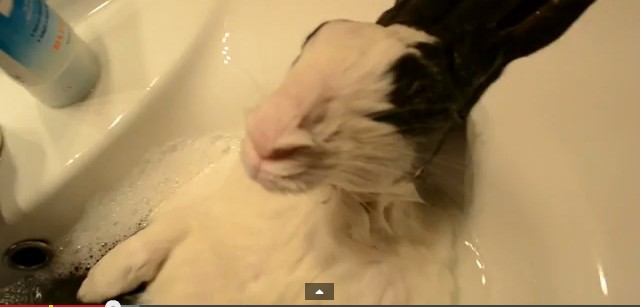 wacow_rabbit_shower