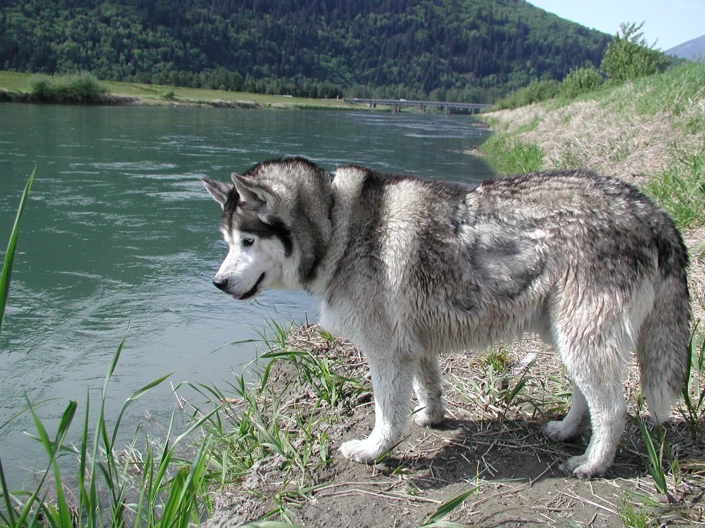 siberian-husky-dog-at-the-bank-photo