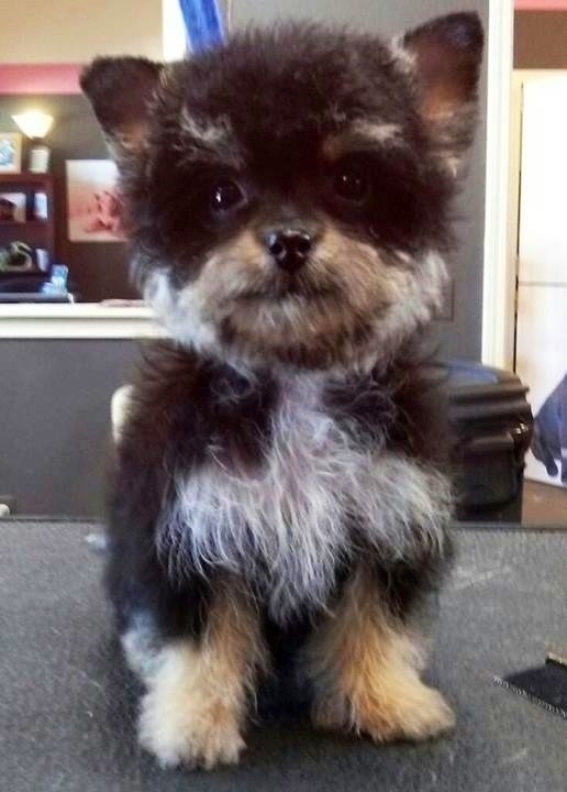 Yorkipoo