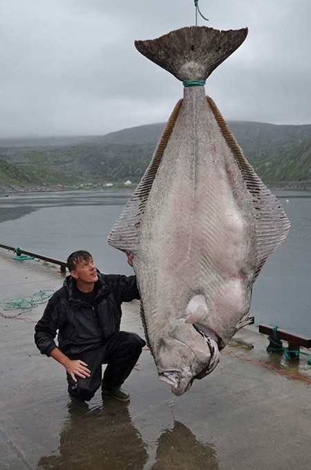 german-fisherman-marco-liebenow-and-his-record-setting-513-pound-atlantic-halibut