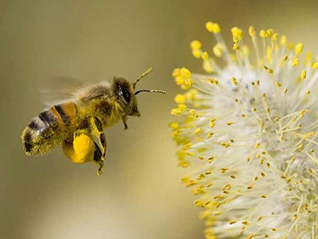Eat Healthy Food Bee Pollen