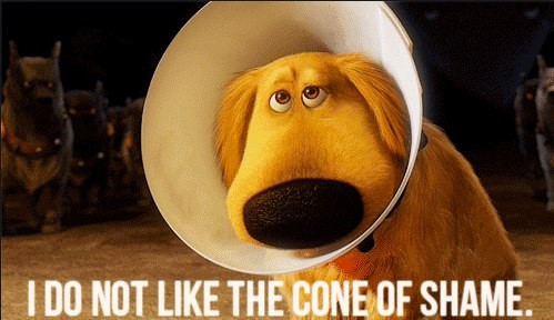 cone-of-shame-up-Google-Search