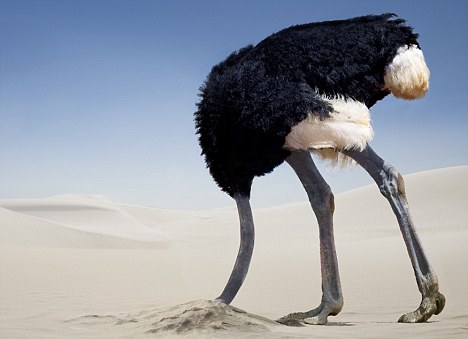 ostrich-in-the-sand