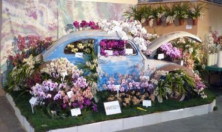 sb orchid show 3