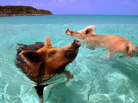 swimming-pigs-bahamas 2