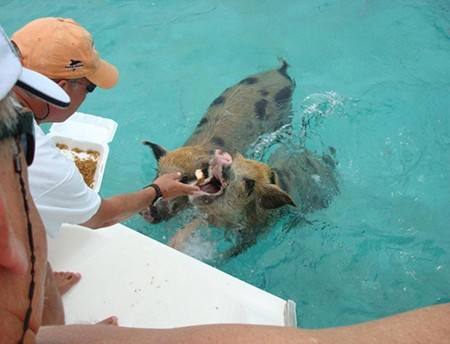 swimming-pigs-bahamas 6