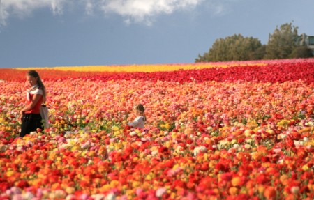 the flower fields