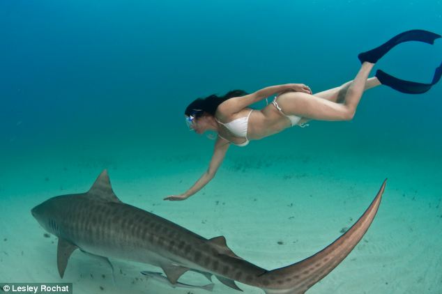 shark swimming03