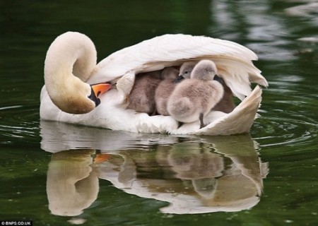 swan with babies