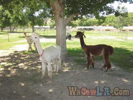 alpaca-farm-014