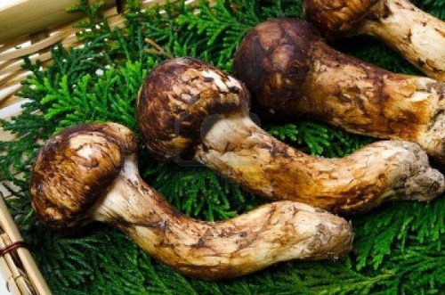 matsutake-mushroom