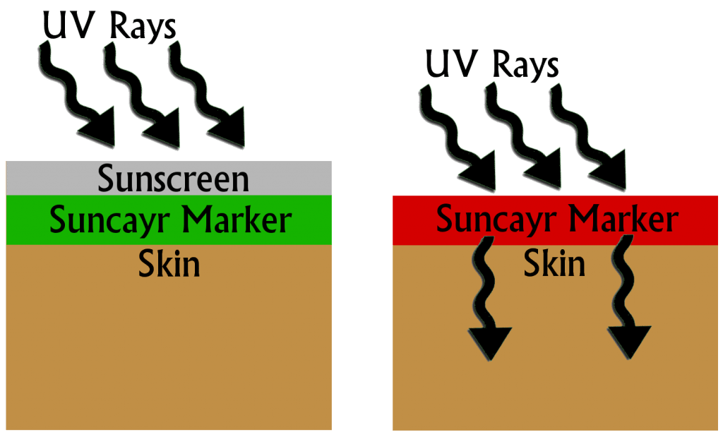 skin infographic (1)