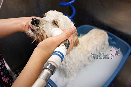 Little Paws Pet Grooming_12