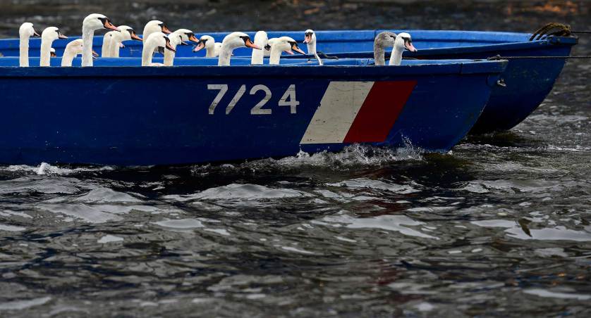 Swans sit in a boat after they were rounded up from Hamburg's inner city lake Alster