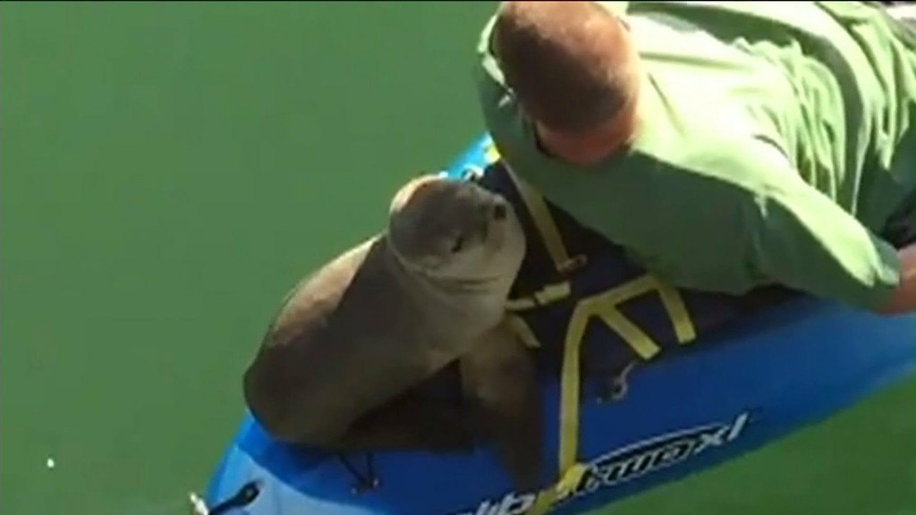sea-lion-kayak