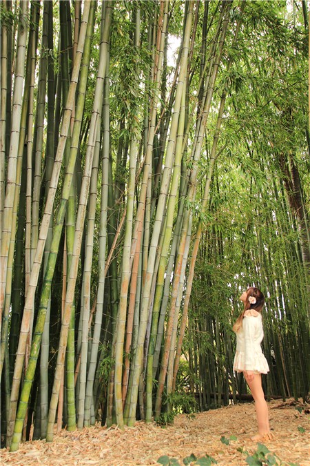bamboo001-2
