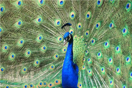 peacock015-1