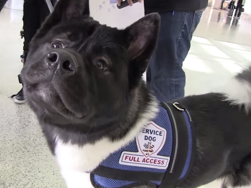 Henry-Cavill-Service-Dog-wacow