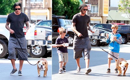 david beckham dog coco