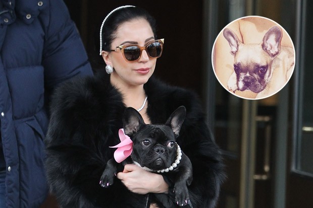 Lady Gaga and her frenchie Asia are all about the pearls **USA, Canada, Australia ONLY**
