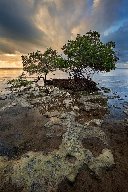 <p>A stormy sunrise in the Florida Keys. The mangrove on the left is a Black Mangrove while the one on the right is a Red Mangrove. Only a madman would have braved the no-see-ums this morning for a picture. </p>