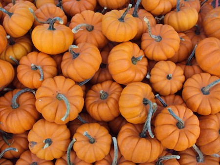 Mini_pumpkins