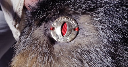 A brass "Petite Mort" branding logo is stitched to a fur at Pam Paquin's home in Central Massachusetts, Wednesday, Nov. 18, 2015. Paquin's company, Petite Mort, uses roadkill fur harvested from animal carcasses culled with the help of highway departments and animal control officers. (AP Photo/Charles Krupa)