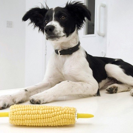 Collie puppy Chubb swallowed a corn skewer during a family barbecue