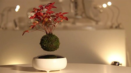 floating-bonsai_220115_01-800x450